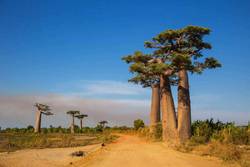 madagascar stopover 2